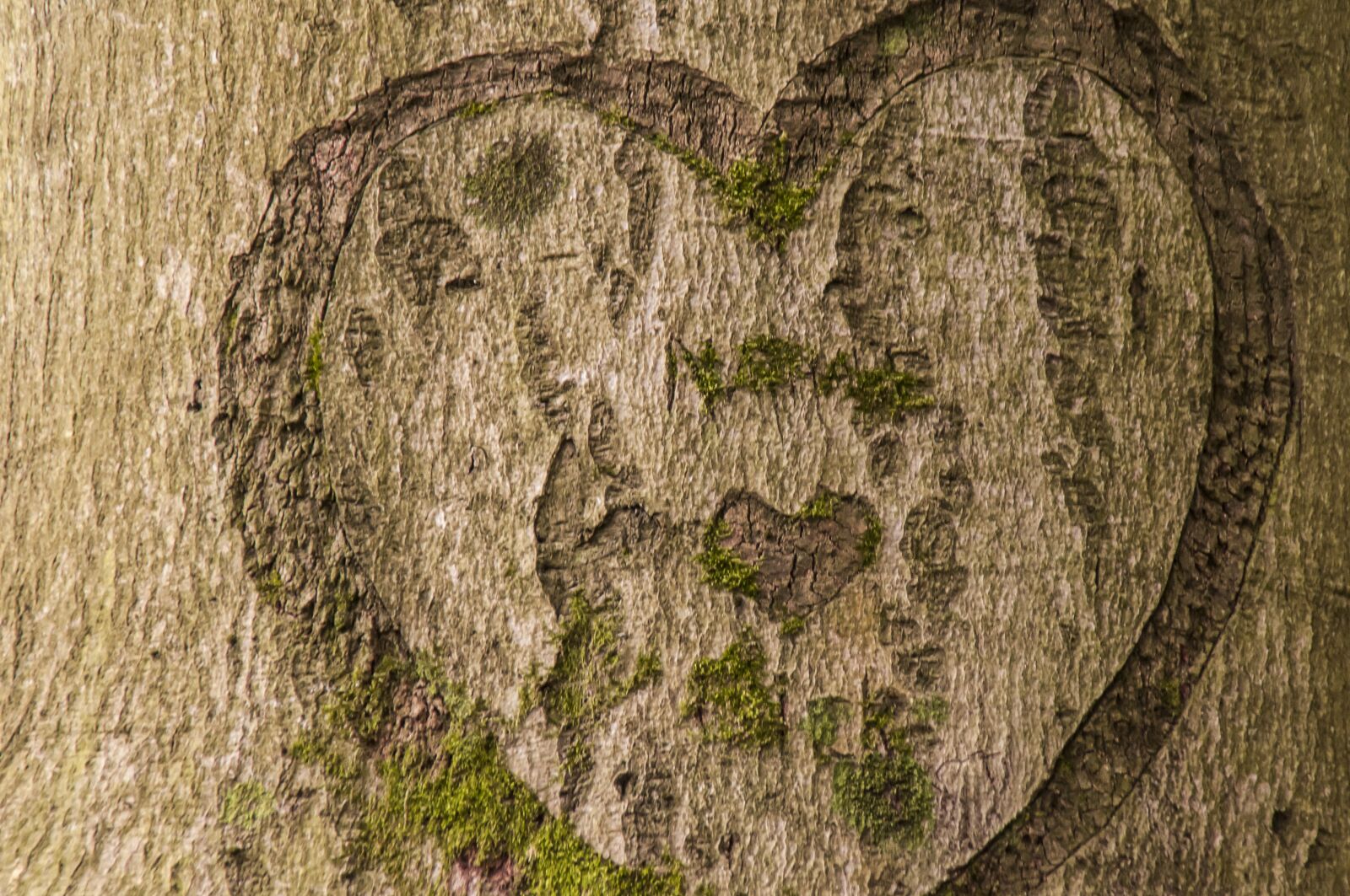 Nikon D300 sample photo. Bark, tree, heart photography