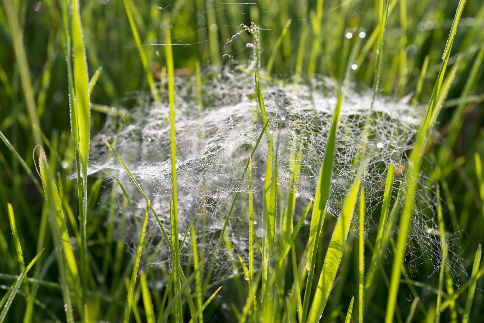 Sony Alpha DSLR-A850 sample photo. Nature, webs, grass photography
