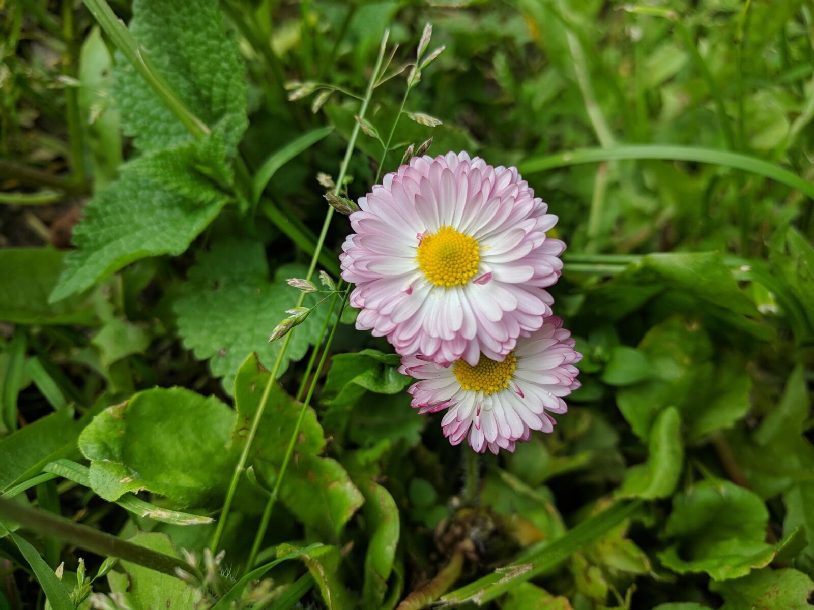 LG Nexus 5X sample photo. Flower, purple, bloom photography