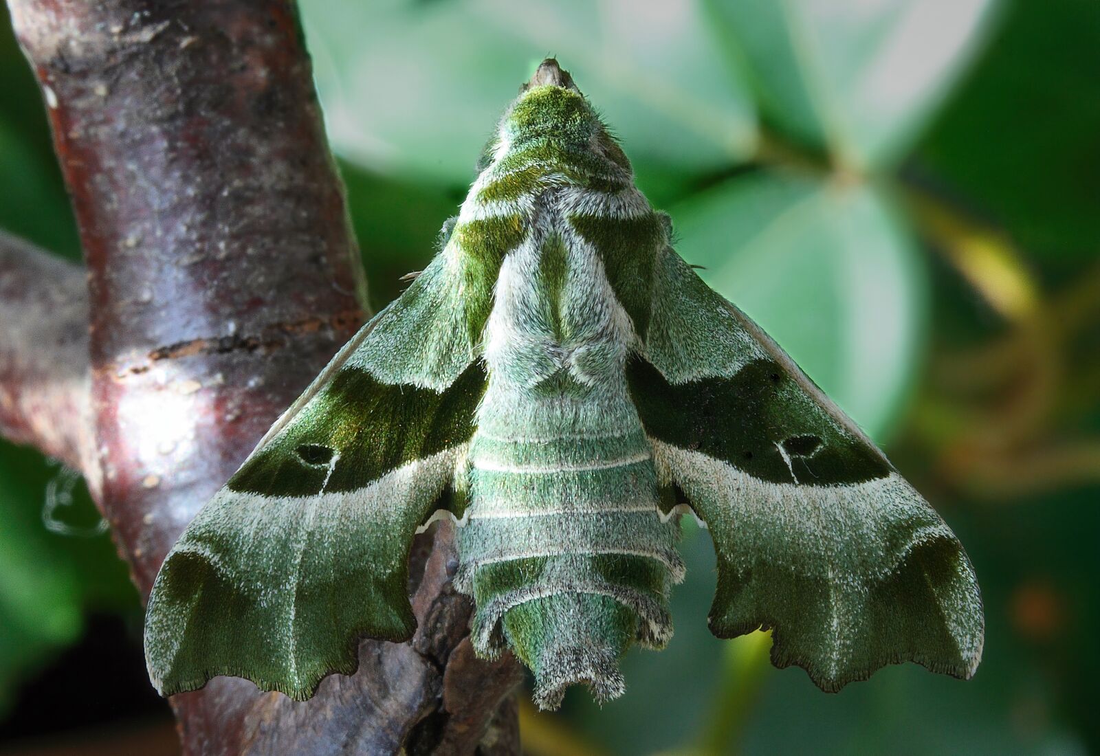Canon EOS 400D (EOS Digital Rebel XTi / EOS Kiss Digital X) sample photo. Willow-herb-hawk-moth, wings, pattern photography