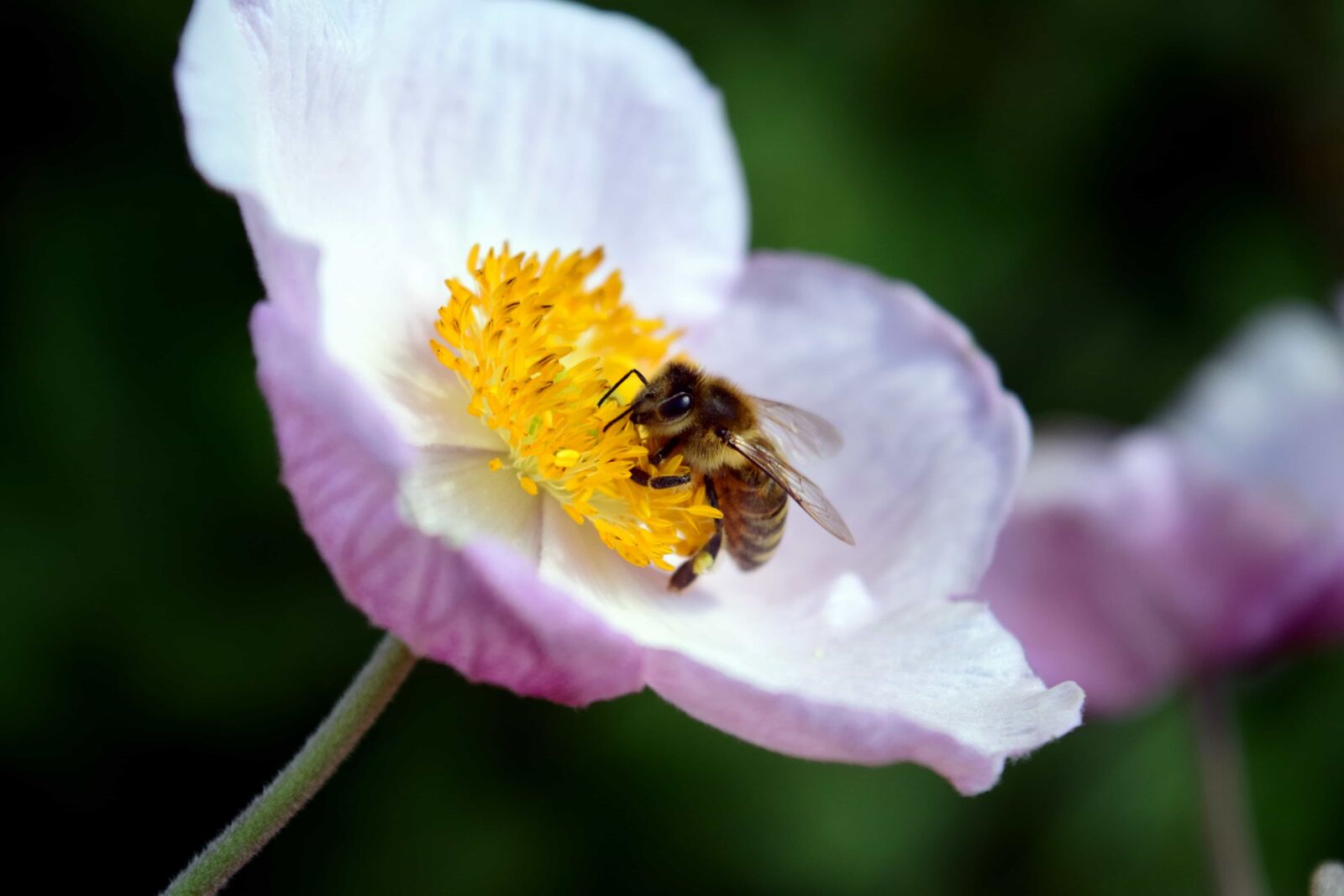 Nikon D3300 sample photo. Pollen, flora, insect, summer photography