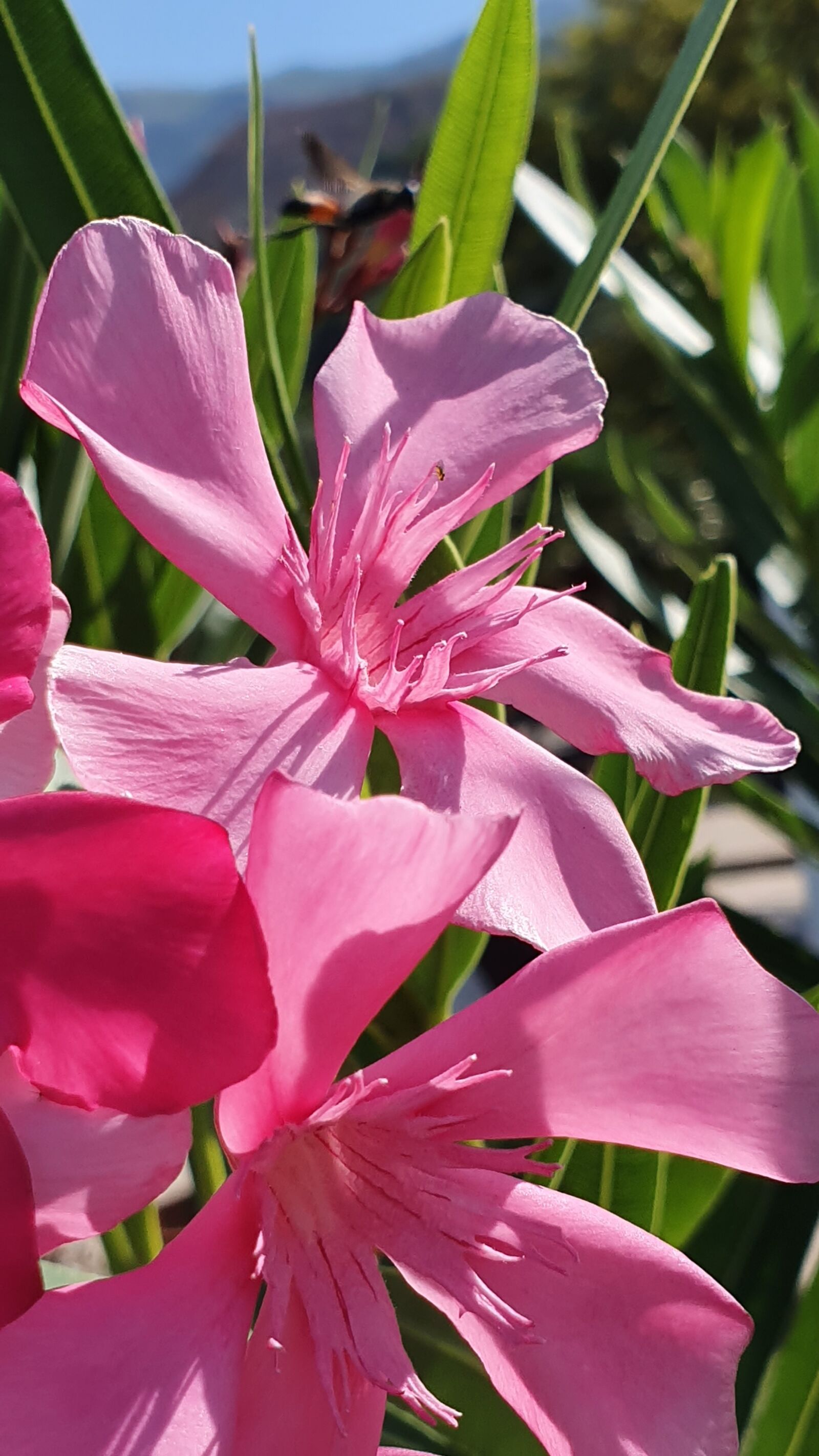 Samsung Galaxy S10 sample photo. Flowers, pink, flower photography