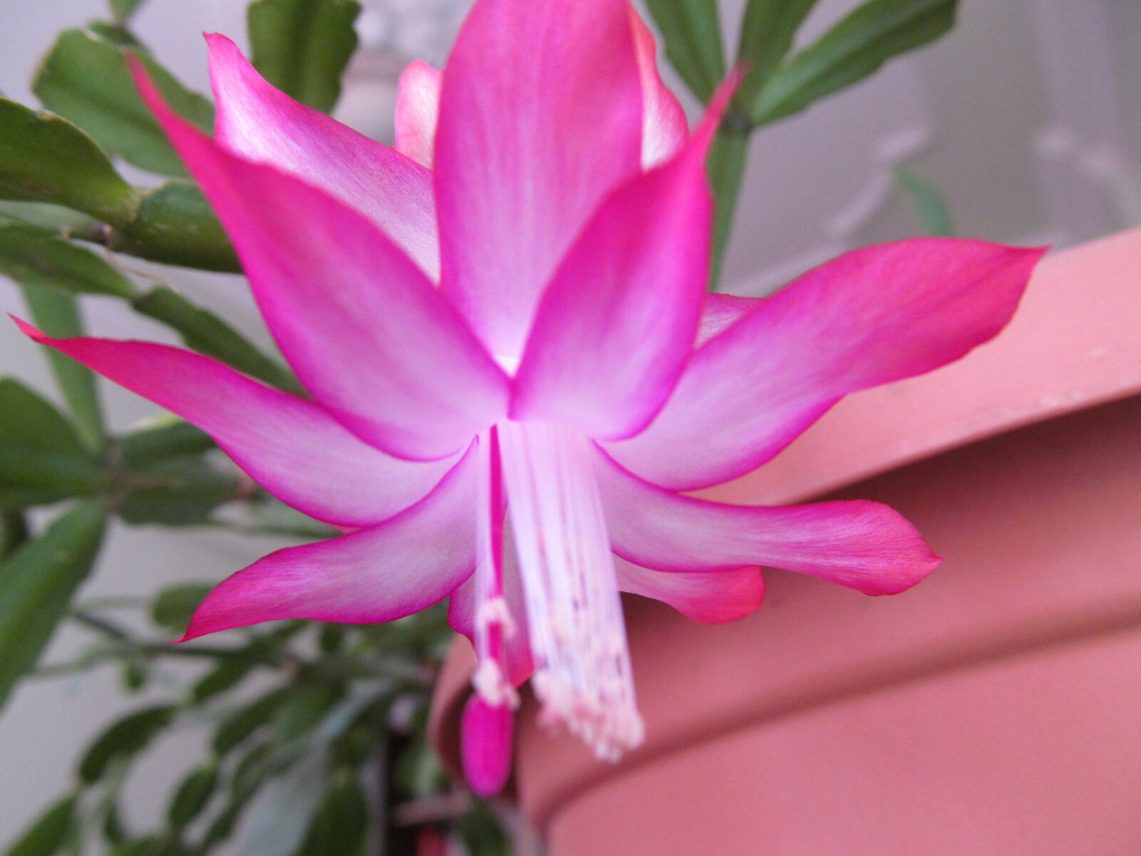 Canon PowerShot SX150 IS sample photo. Flower, macro, nature photography