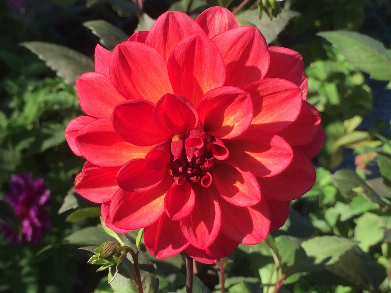 iPhone 6 Plus back camera 4.15mm f/2.2 sample photo. Orange, flower, massachusetts photography