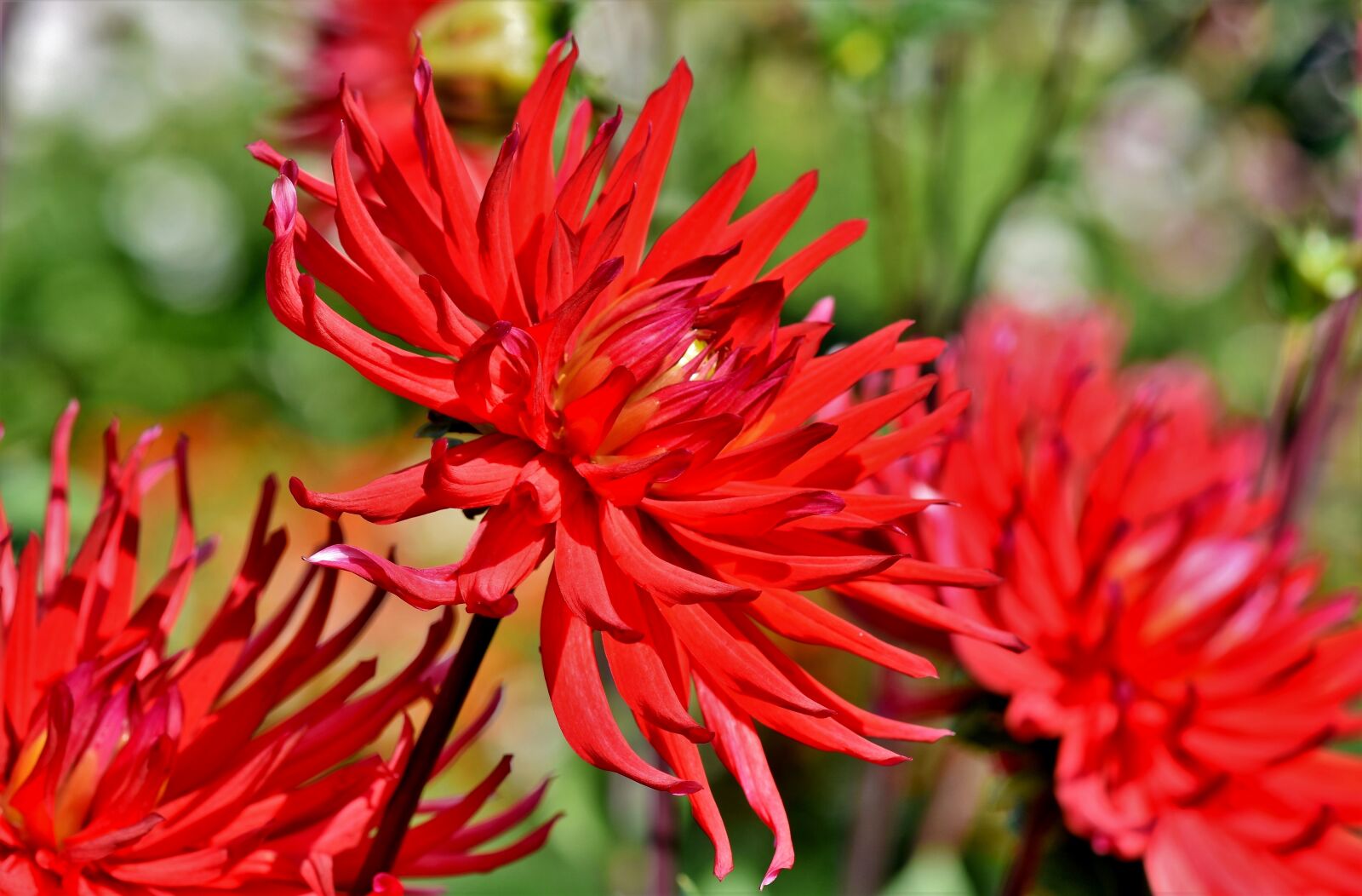 Nikon D7200 sample photo. Dahlia, dahlias bud, flower photography