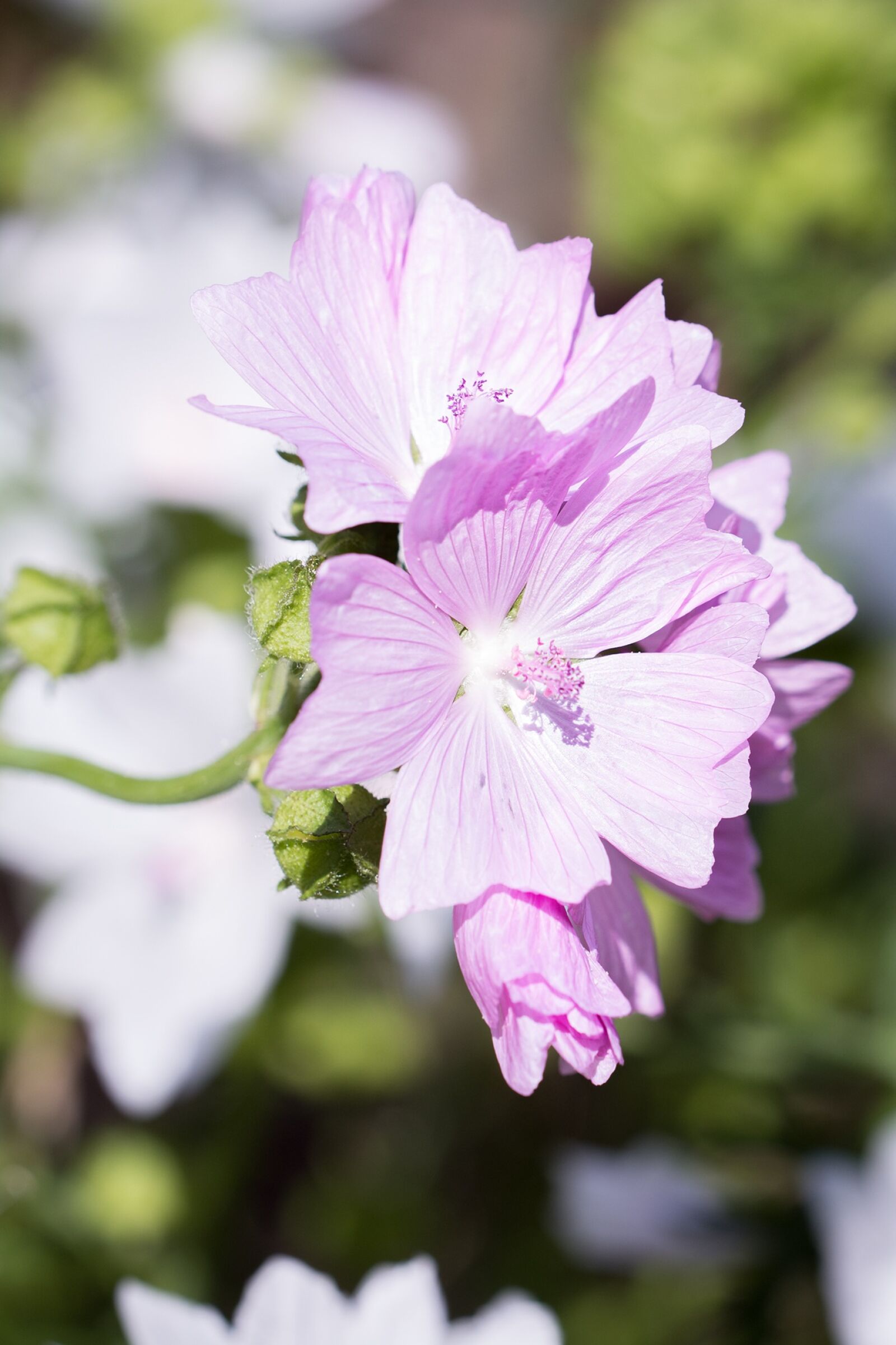 Nikon D7100 sample photo. Stock rose, pink, flower photography