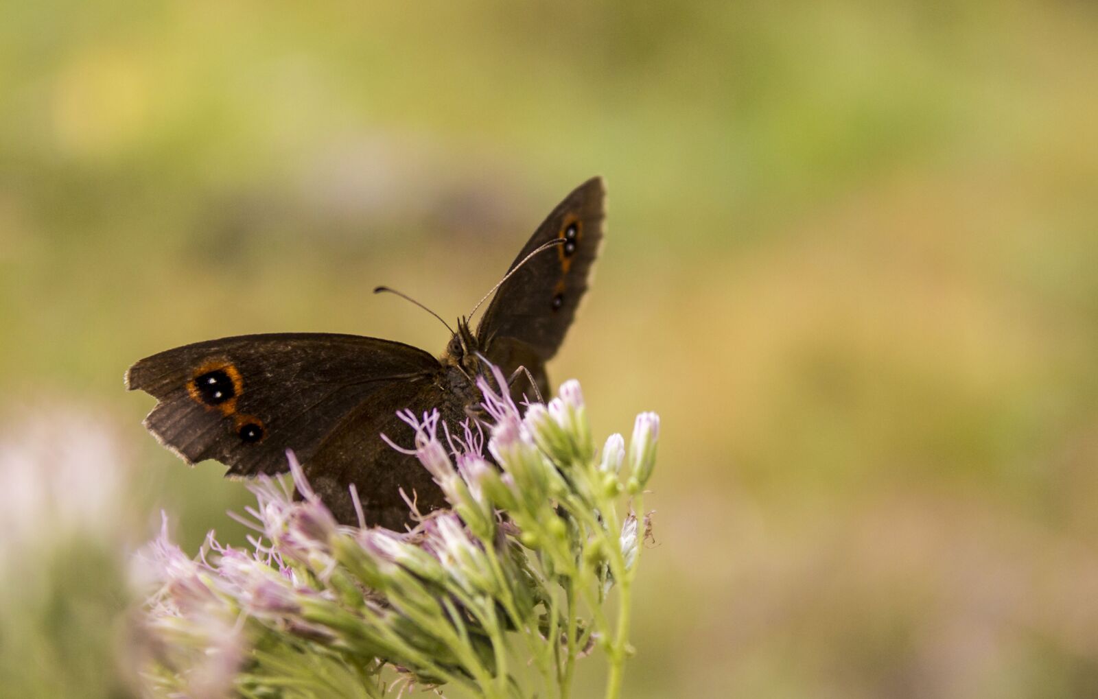 Canon EOS 100D (EOS Rebel SL1 / EOS Kiss X7) sample photo. Butterfly, animals, nature photography