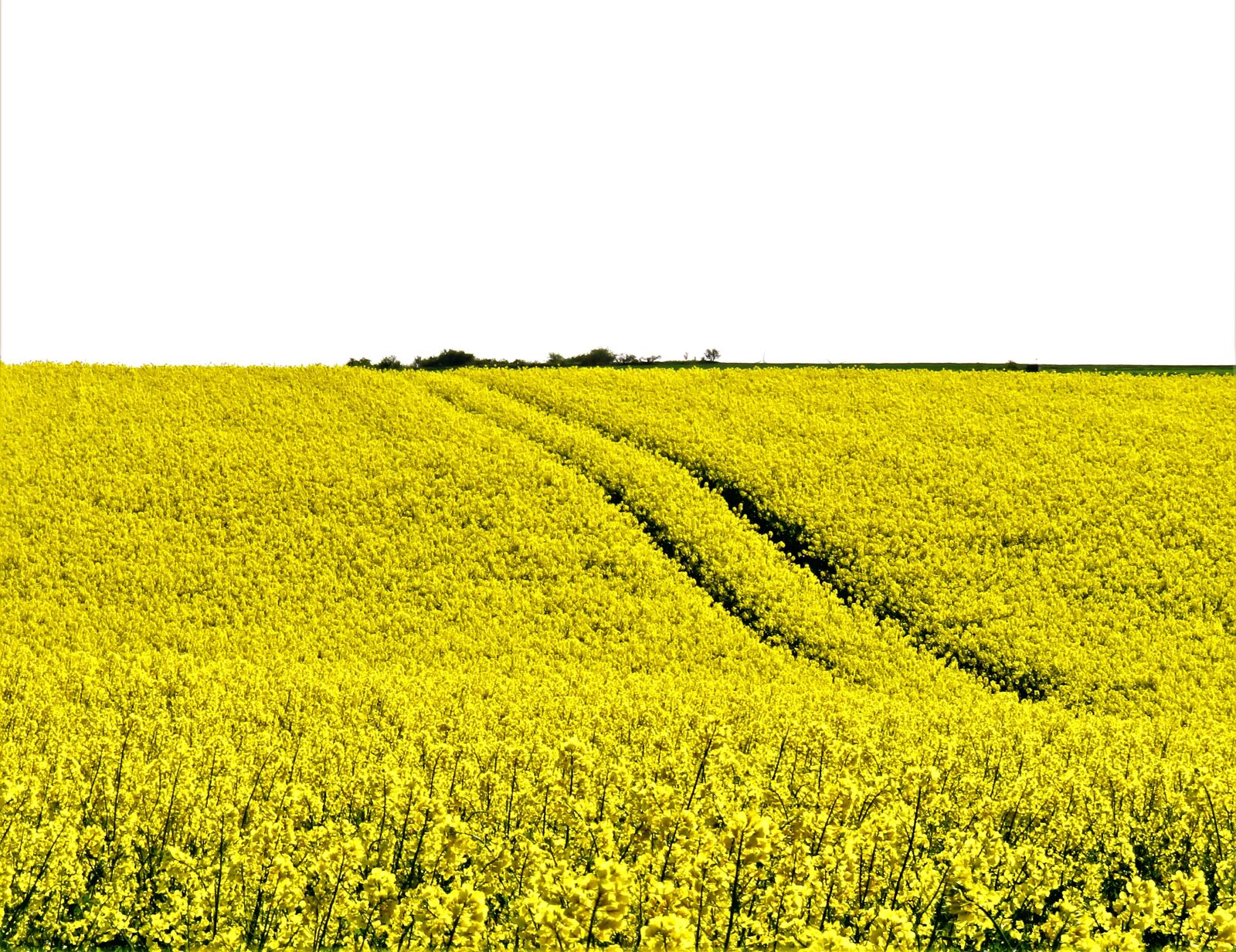 Canon PowerShot SX710 HS sample photo. Oilseed rape, field of photography