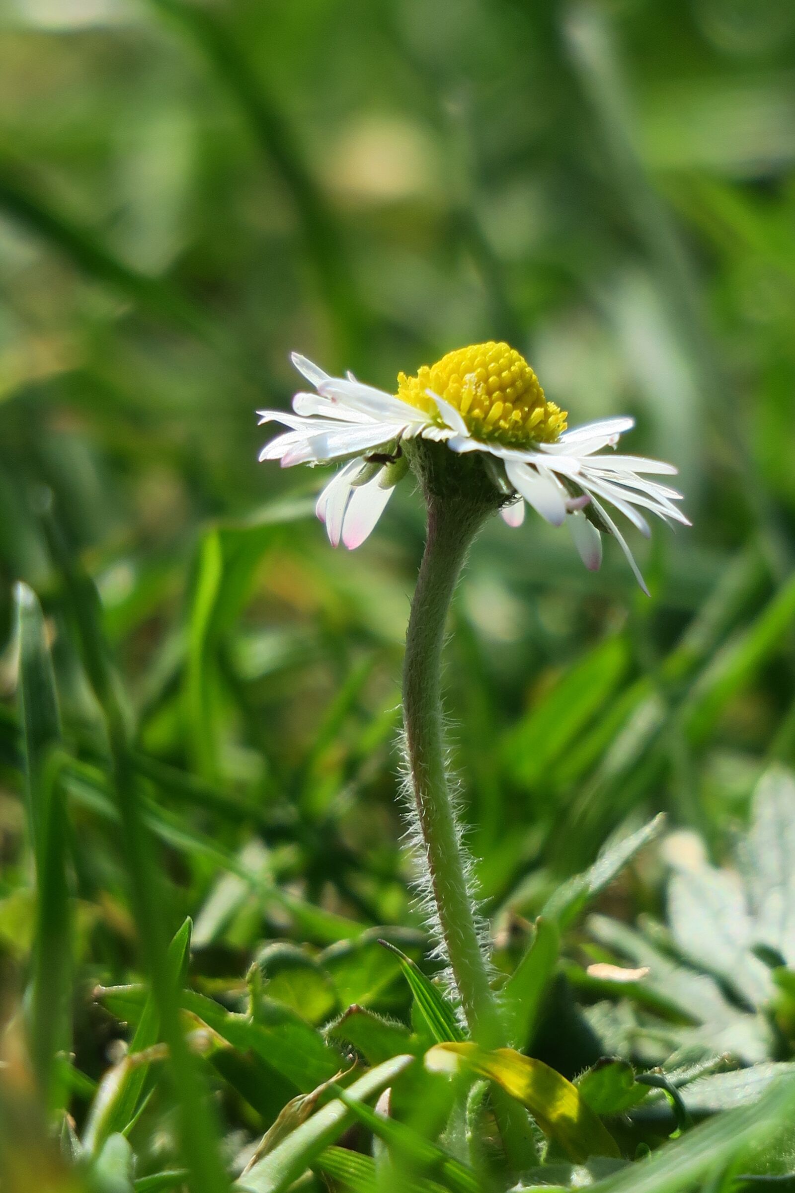 Canon PowerShot G3 X sample photo. Daisy, grass, spring photography