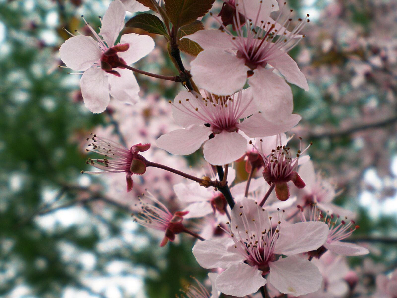 Olympus FE230/X790 sample photo. Plum, tree, flowers photography