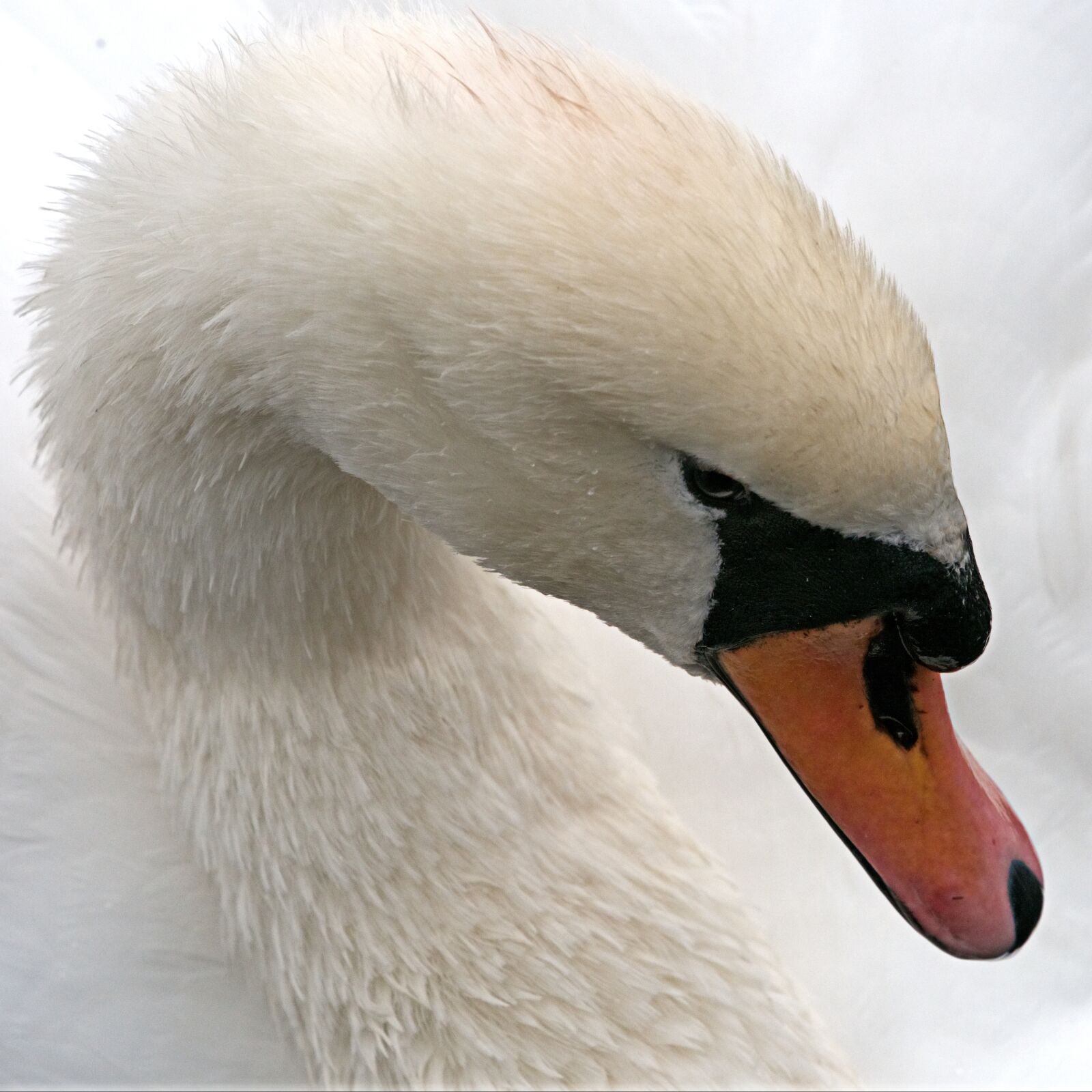 Olympus OM-D E-M5 sample photo. Swan, mute, white photography