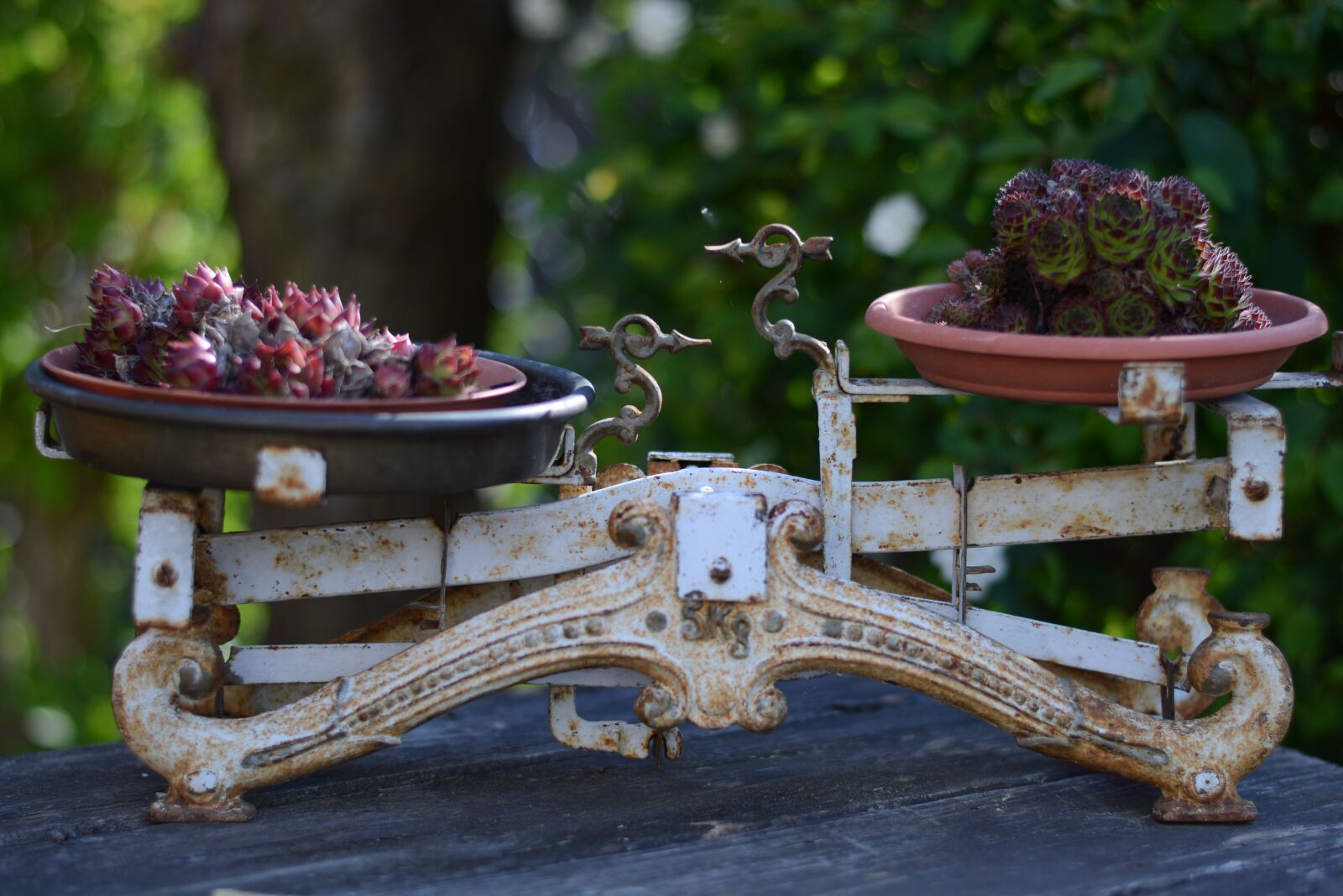 Nikon D7100 sample photo. Netřesk, weight, garden photography