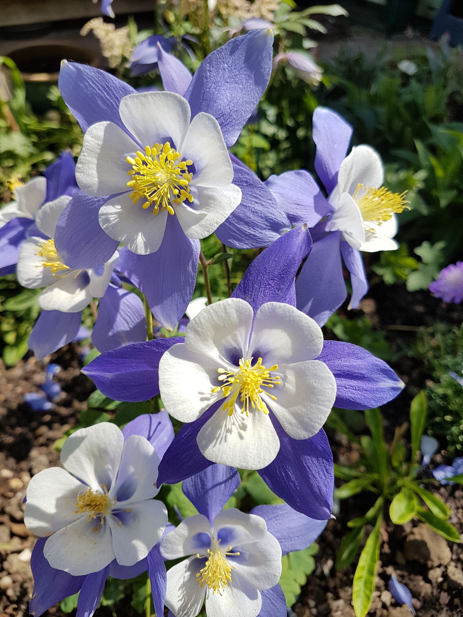 Samsung Galaxy S7 Edge sample photo. Flower, aquilegia, summer photography