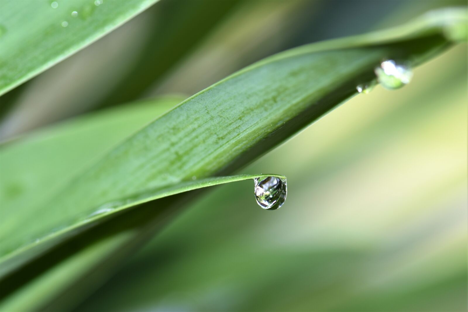 Nikon D5500 sample photo. Jewelry lilies, plant, leaves photography