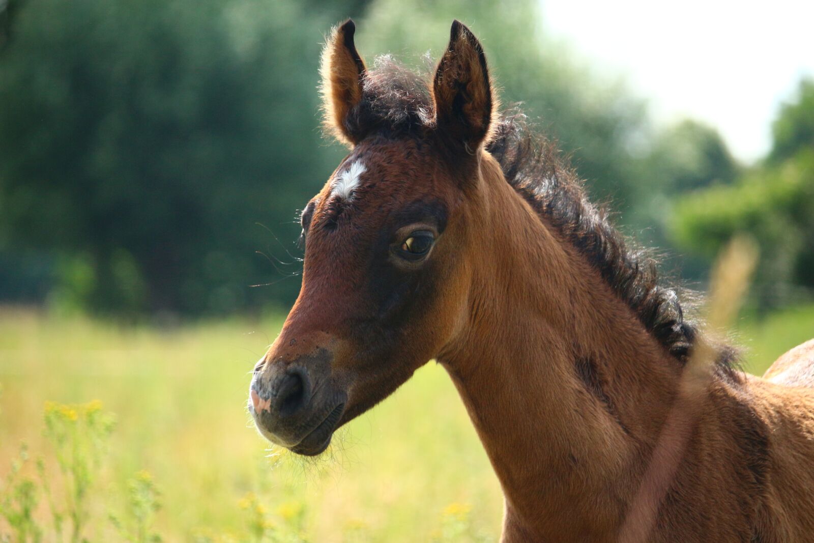 Canon EOS 100D (EOS Rebel SL1 / EOS Kiss X7) sample photo. Horse, foal, thoroughbred arabian photography