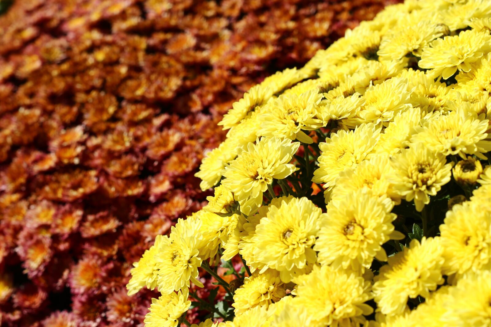 Canon EOS 600D (Rebel EOS T3i / EOS Kiss X5) + Canon EF 50mm F1.8 II sample photo. Crizantema, flower, autumn photography