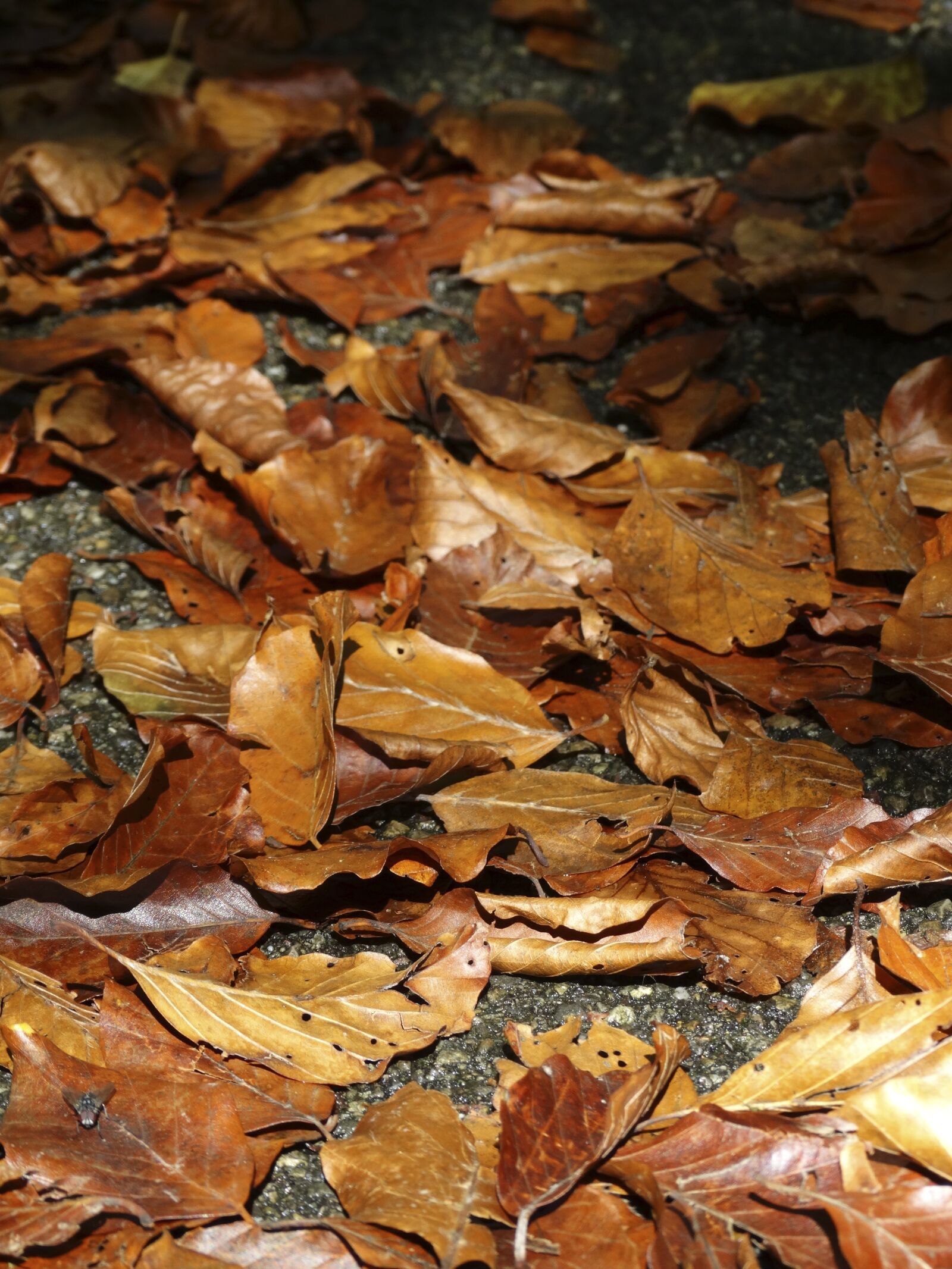 Sony Cyber-shot DSC-HX300 sample photo. Fall foliage, leaves, brown photography