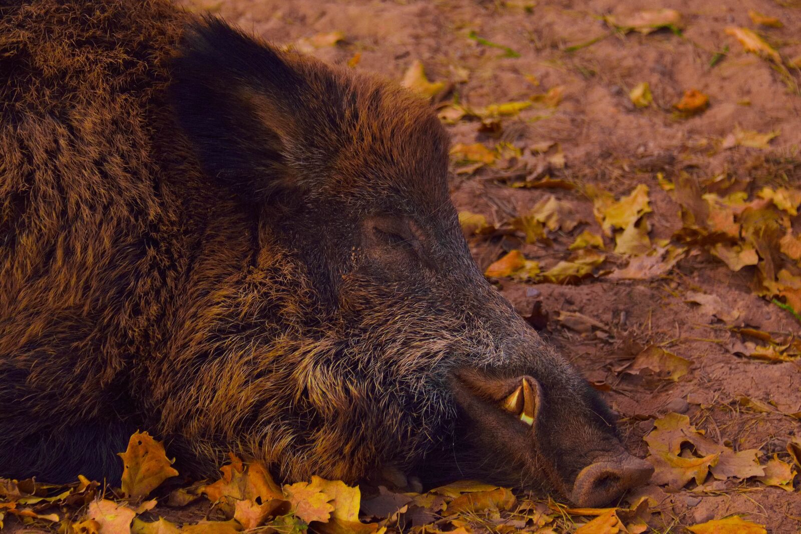 Nikon D750 sample photo. Wild boar, head, portrait photography