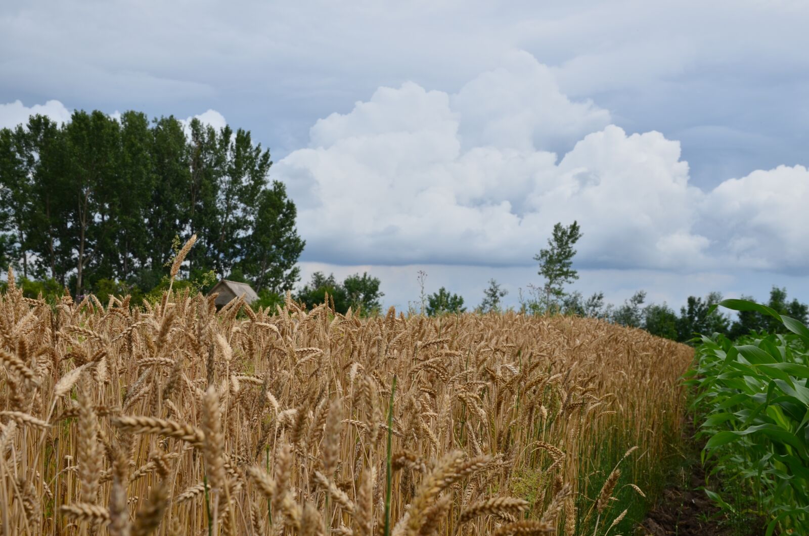 Nikon D5100 sample photo. Field, cornfield, agriculture photography