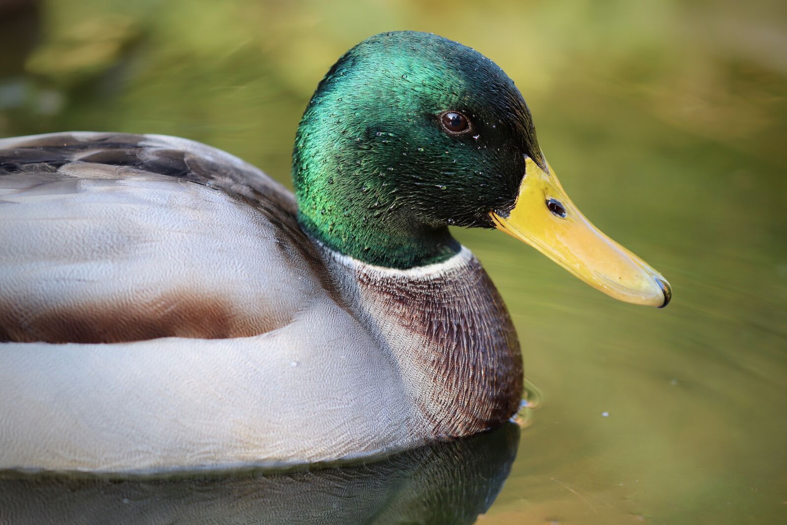 Canon EOS 800D (EOS Rebel T7i / EOS Kiss X9i) sample photo. Duck, drake, mallard photography