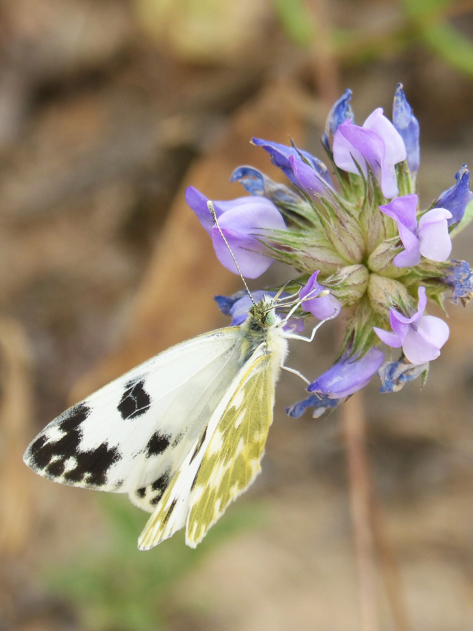 Panasonic DMC-FZ62 sample photo. Butterfly, wild flower, libar photography