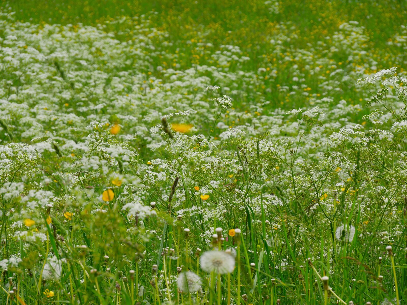 Panasonic DMC-G81 sample photo. Meadow, wild flowers, nature photography