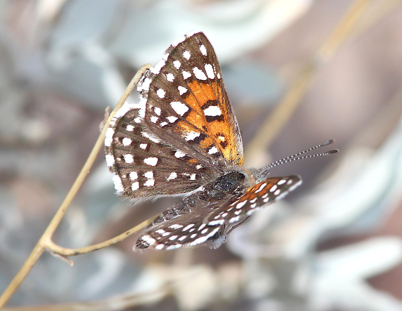 Canon EF 300mm F4L IS USM sample photo