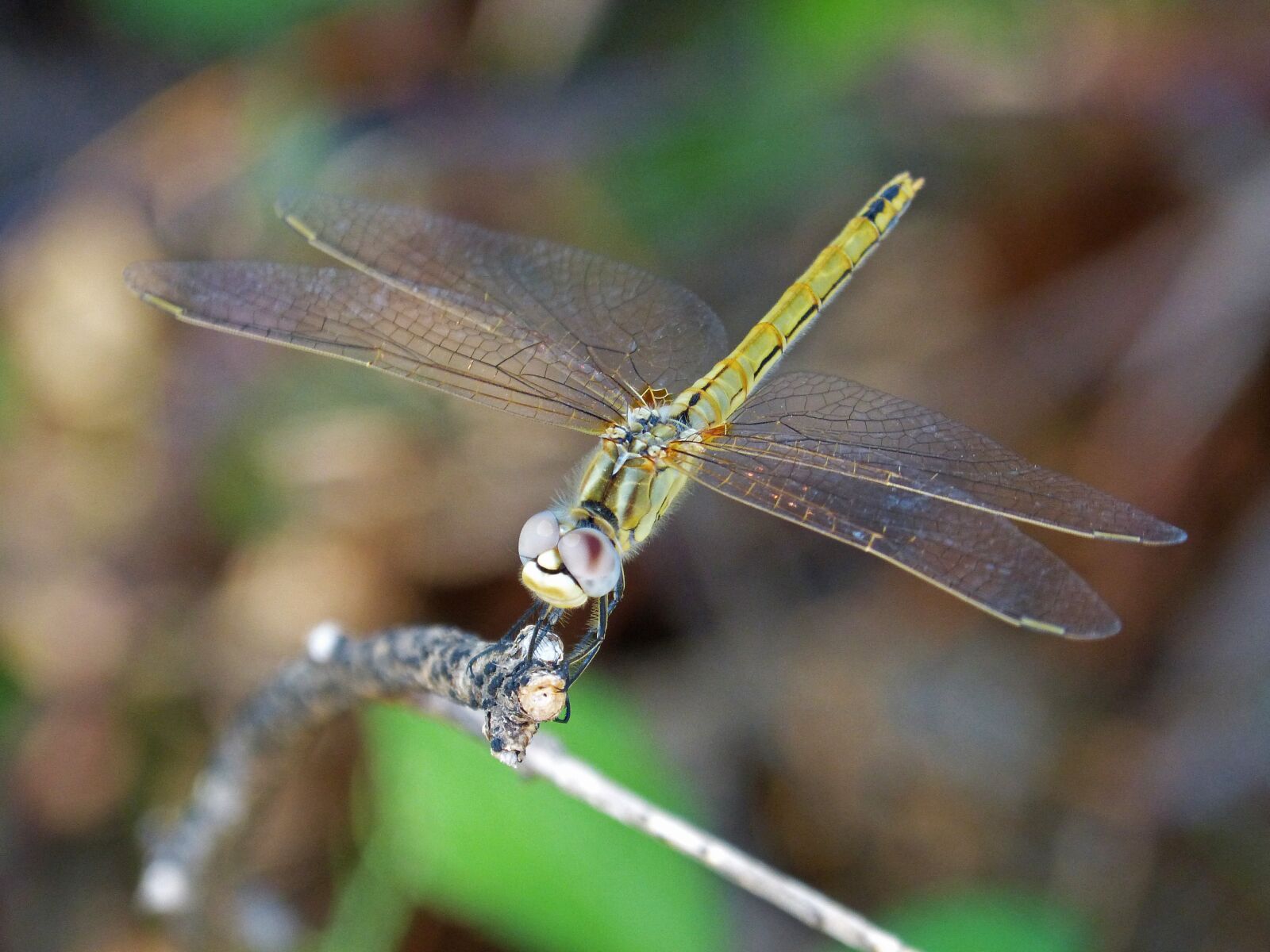 Panasonic DMC-FZ62 sample photo. Yellow dragonfly, winged insect photography