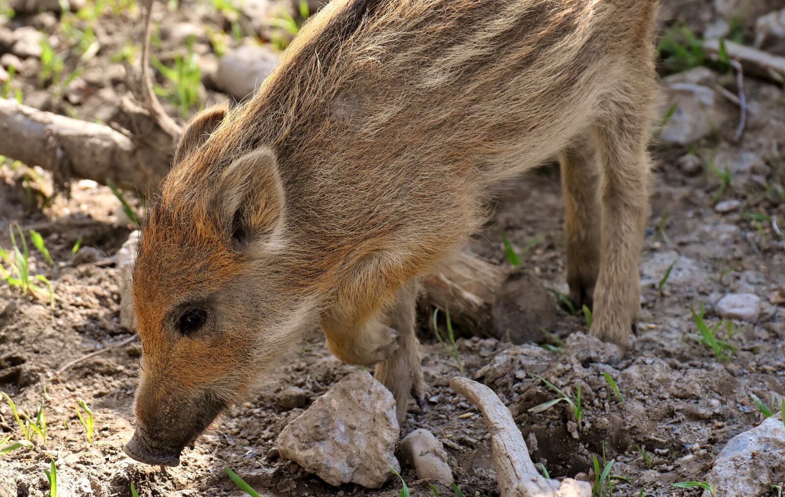 Nikon D7200 sample photo. Wild pigs, small pigs photography