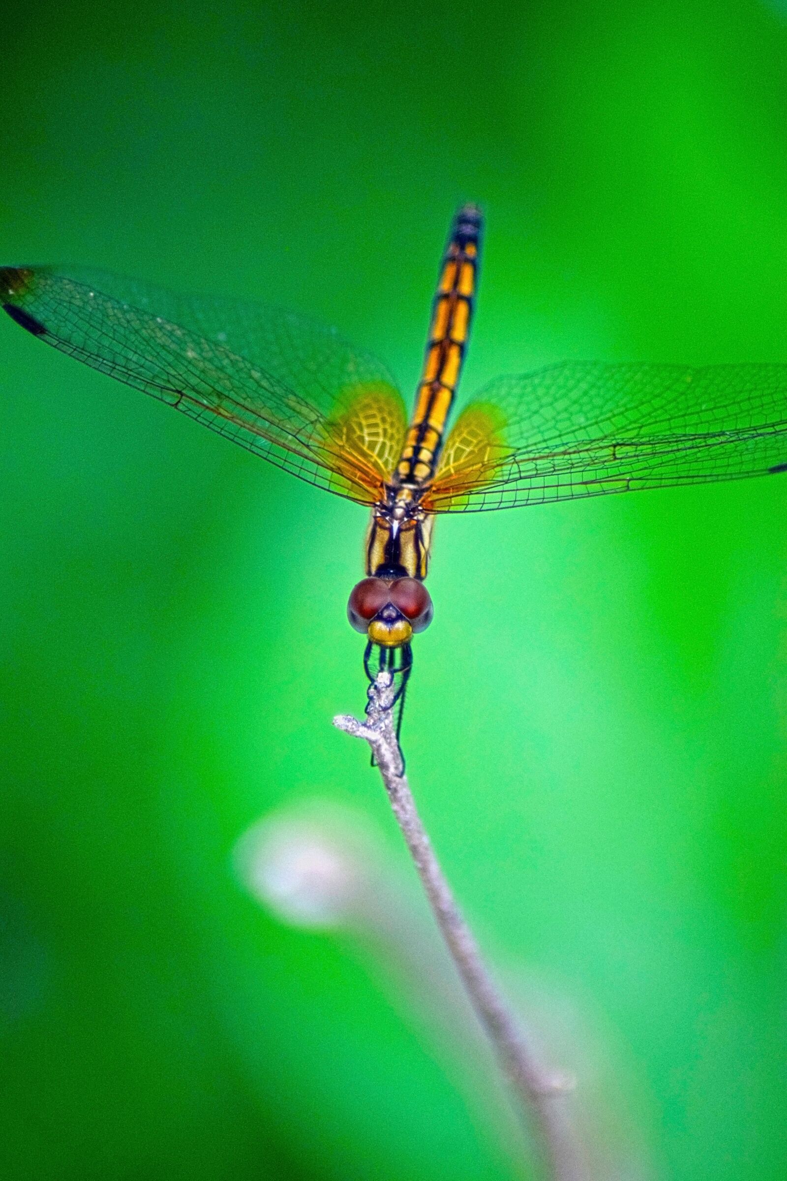 Nikon D3300 sample photo. Dragonfly, insects, green photography