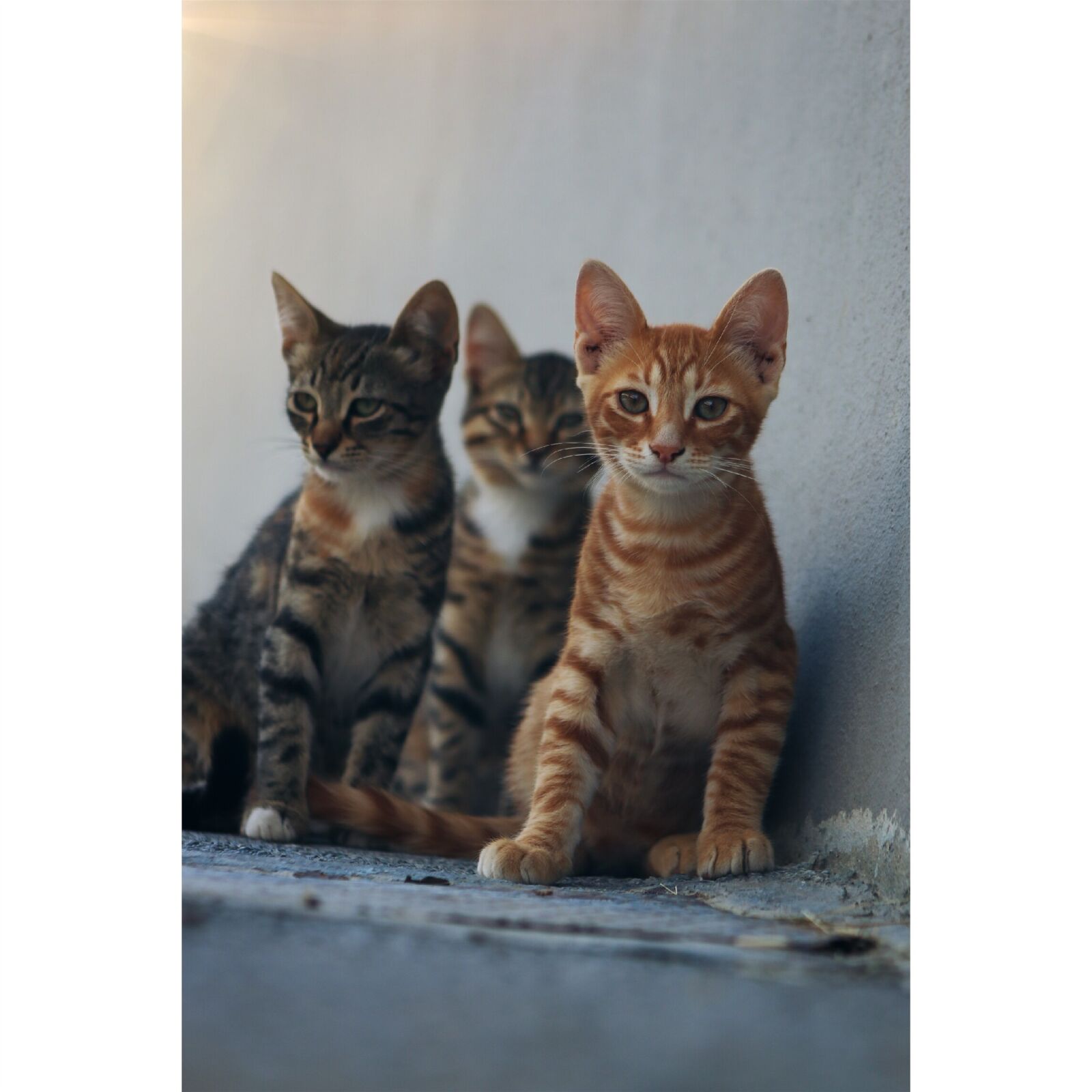 Canon EOS 70D sample photo. Cat, animal, kitten photography