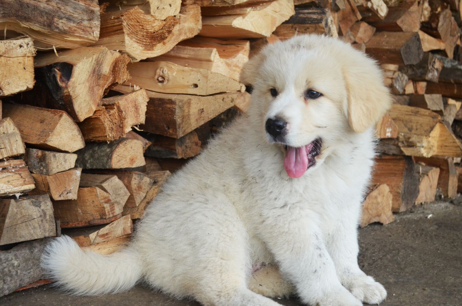Nikon D5100 sample photo. Cute, puppy, cute puppy photography