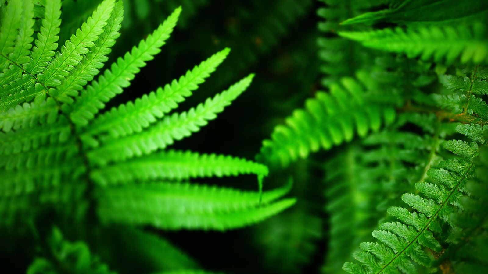 Panasonic Lumix DMC-GX85 (Lumix DMC-GX80 / Lumix DMC-GX7 Mark II) sample photo. Fern, light, ambience photography