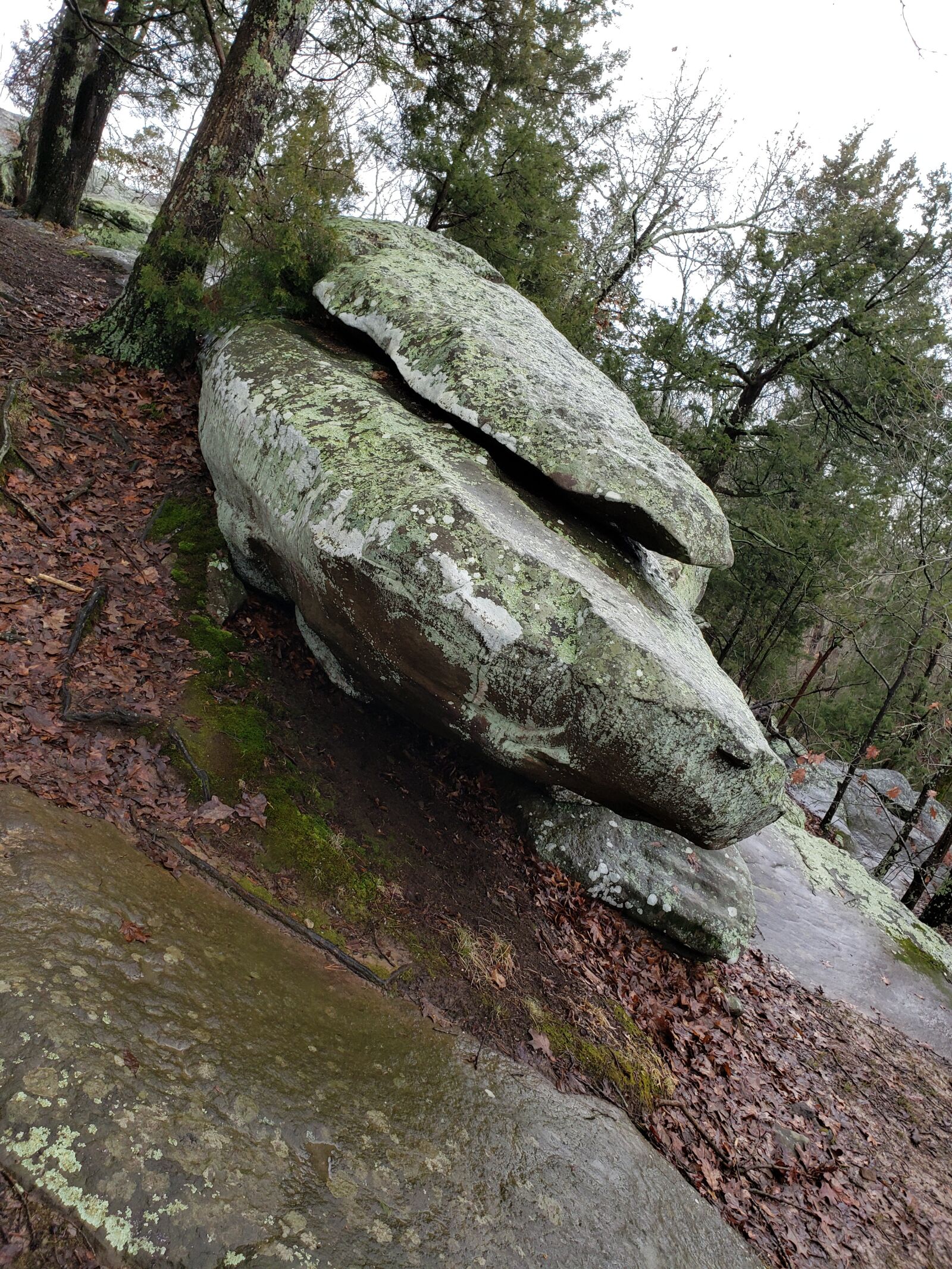 Samsung Galaxy S9+ sample photo. Whale, nature, woods photography