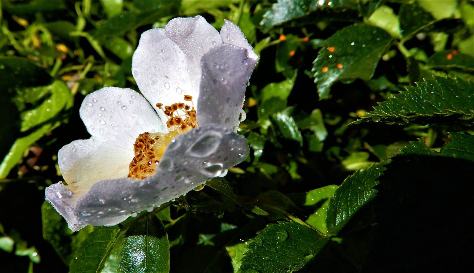 Nikon Coolpix A900 sample photo. Nature, summer, white photography