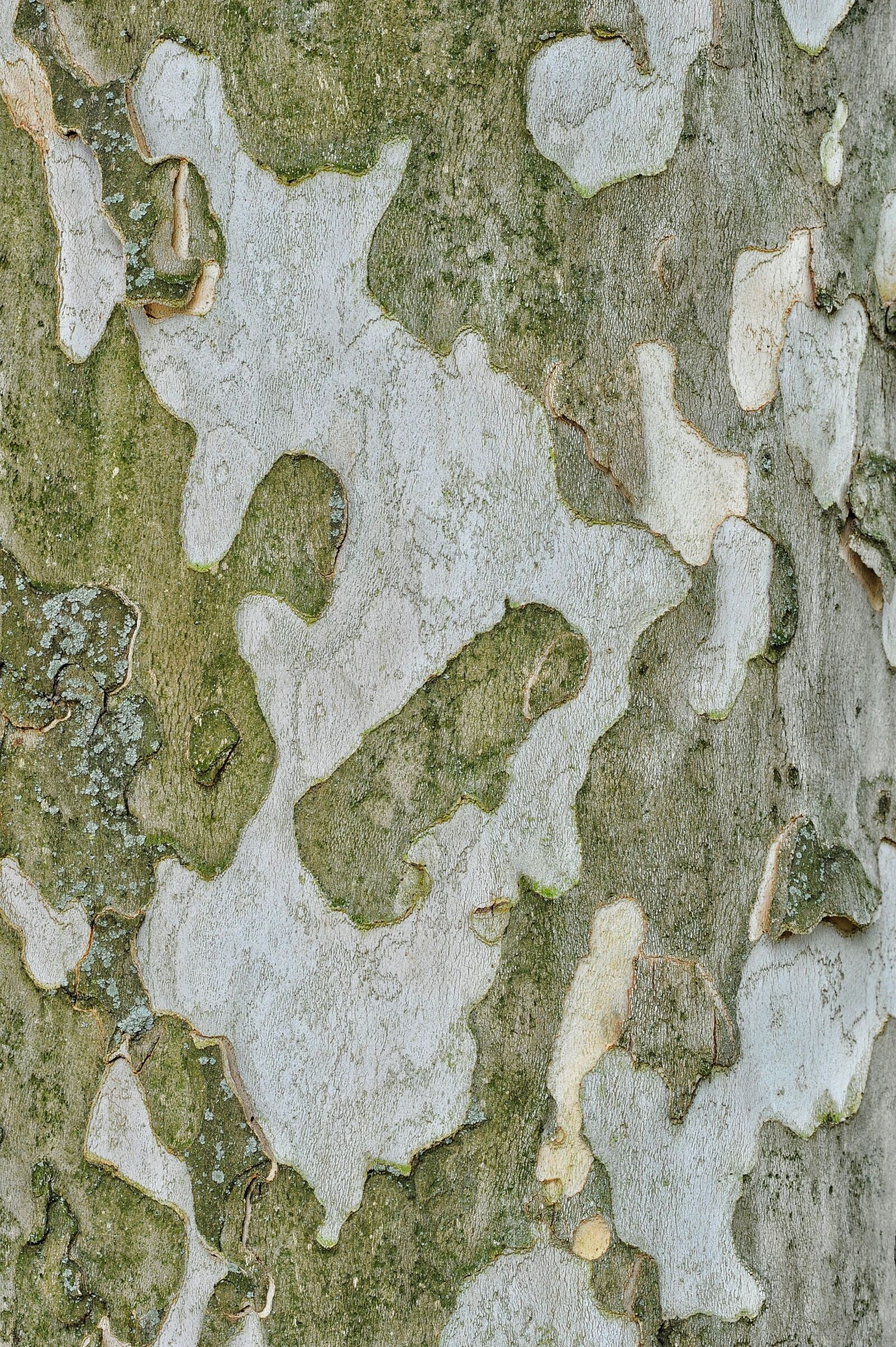 Nikon D700 sample photo. Bark, tree, plant photography