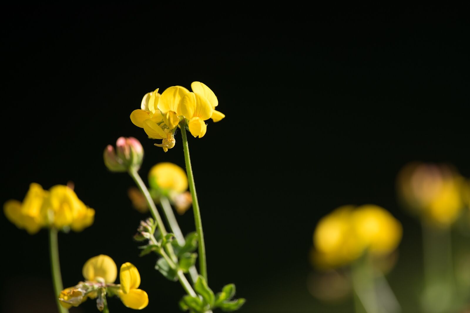 Nikon D750 sample photo. Lotus corniculatus, fenugreek, pointed photography