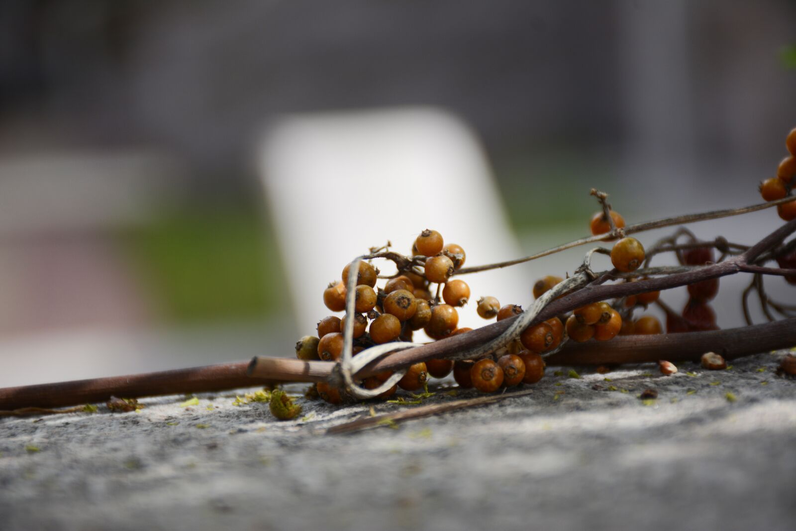 Nikon D7100 sample photo. Weeds, plant, wither photography