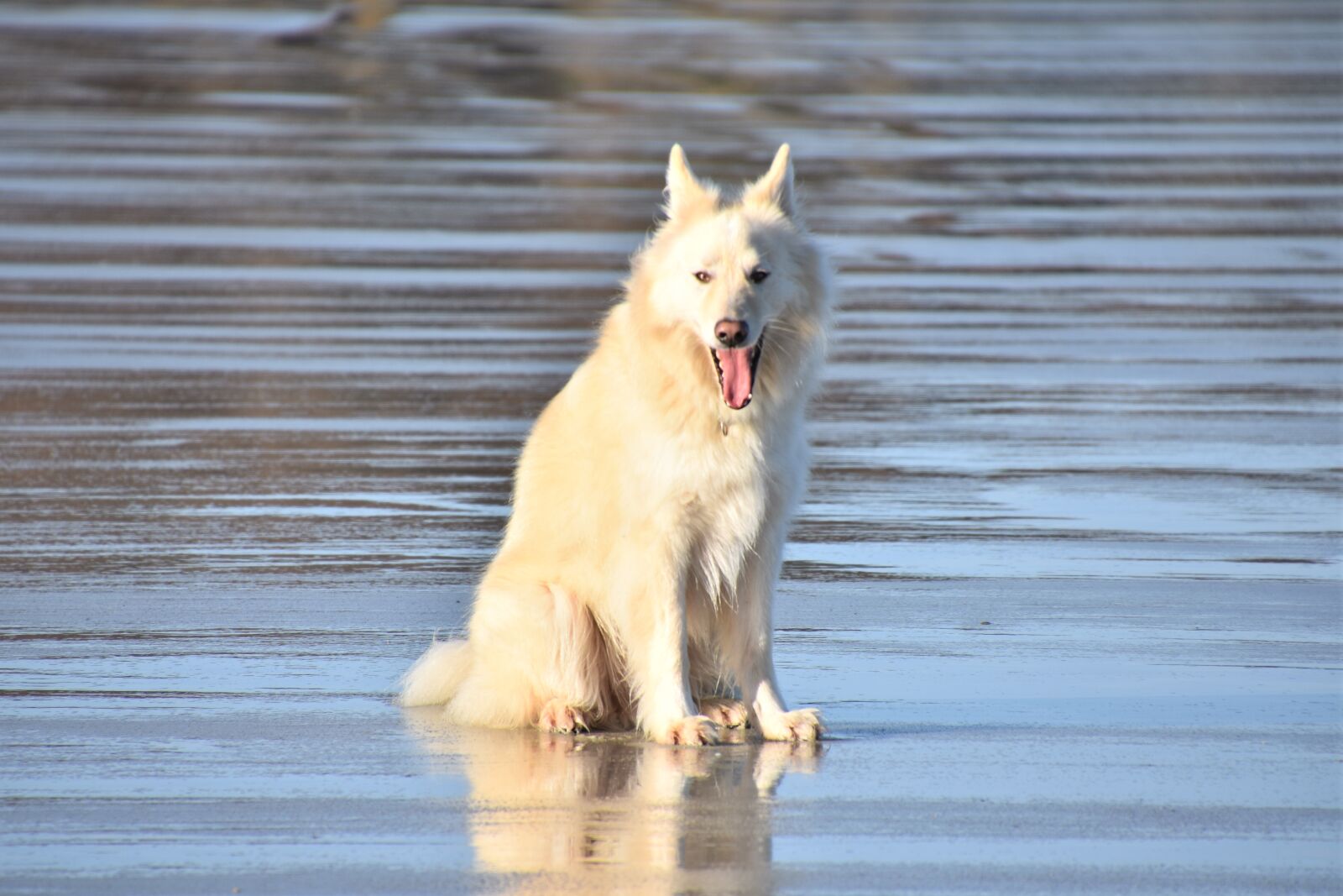 Nikon D3400 sample photo. Dog, cute, doggy photography