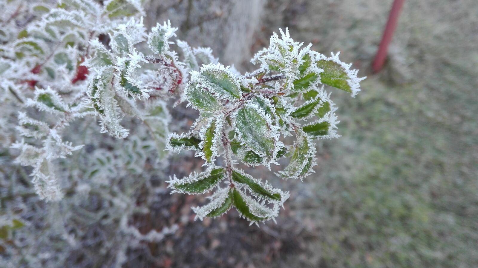 HUAWEI P8 Lite sample photo. Nature, frost, frozen photography