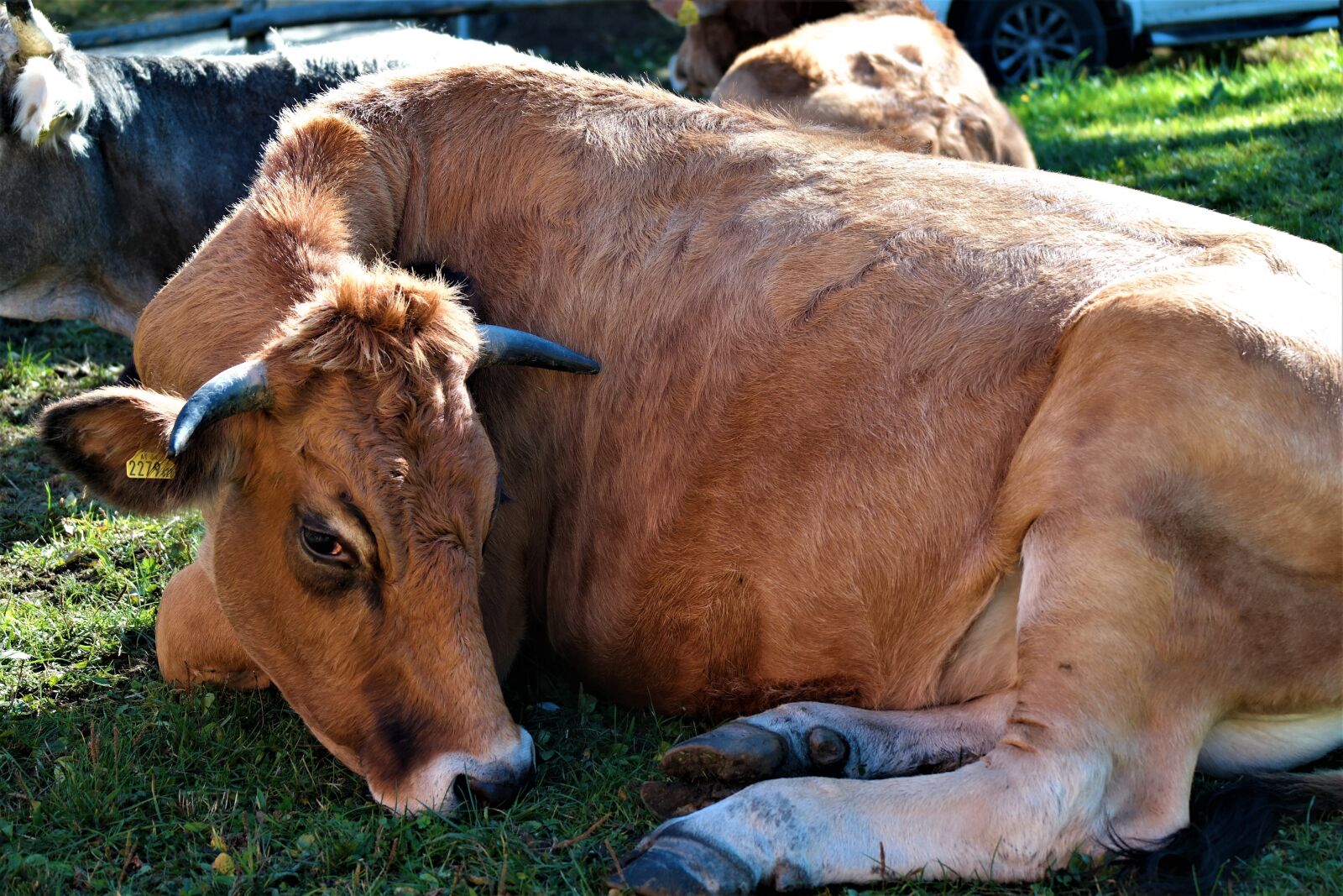 Samsung NX30 sample photo. Cow, ruminant, beef photography