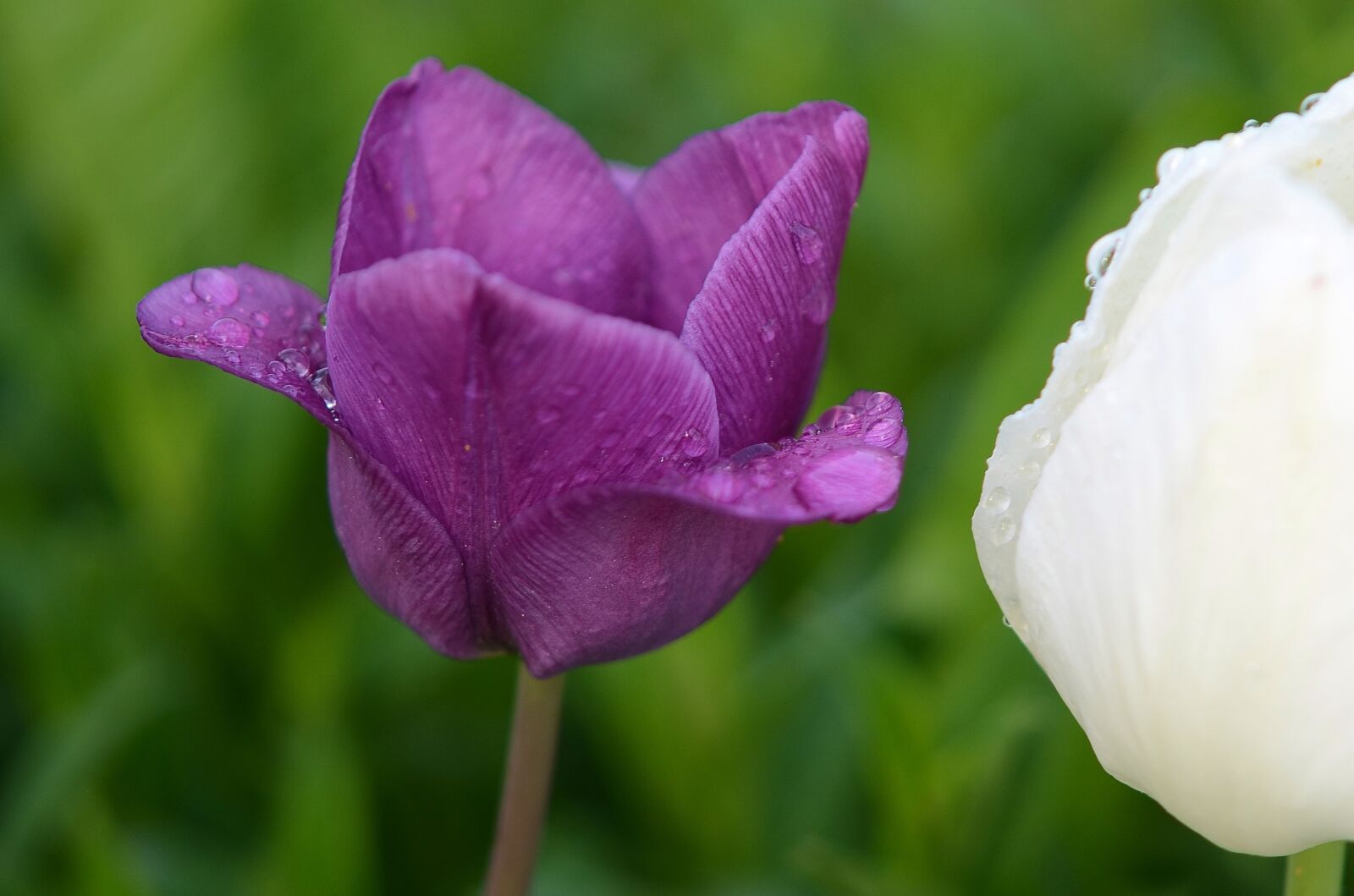 Nikon D7000 sample photo. Tulip, natur, flowers photography