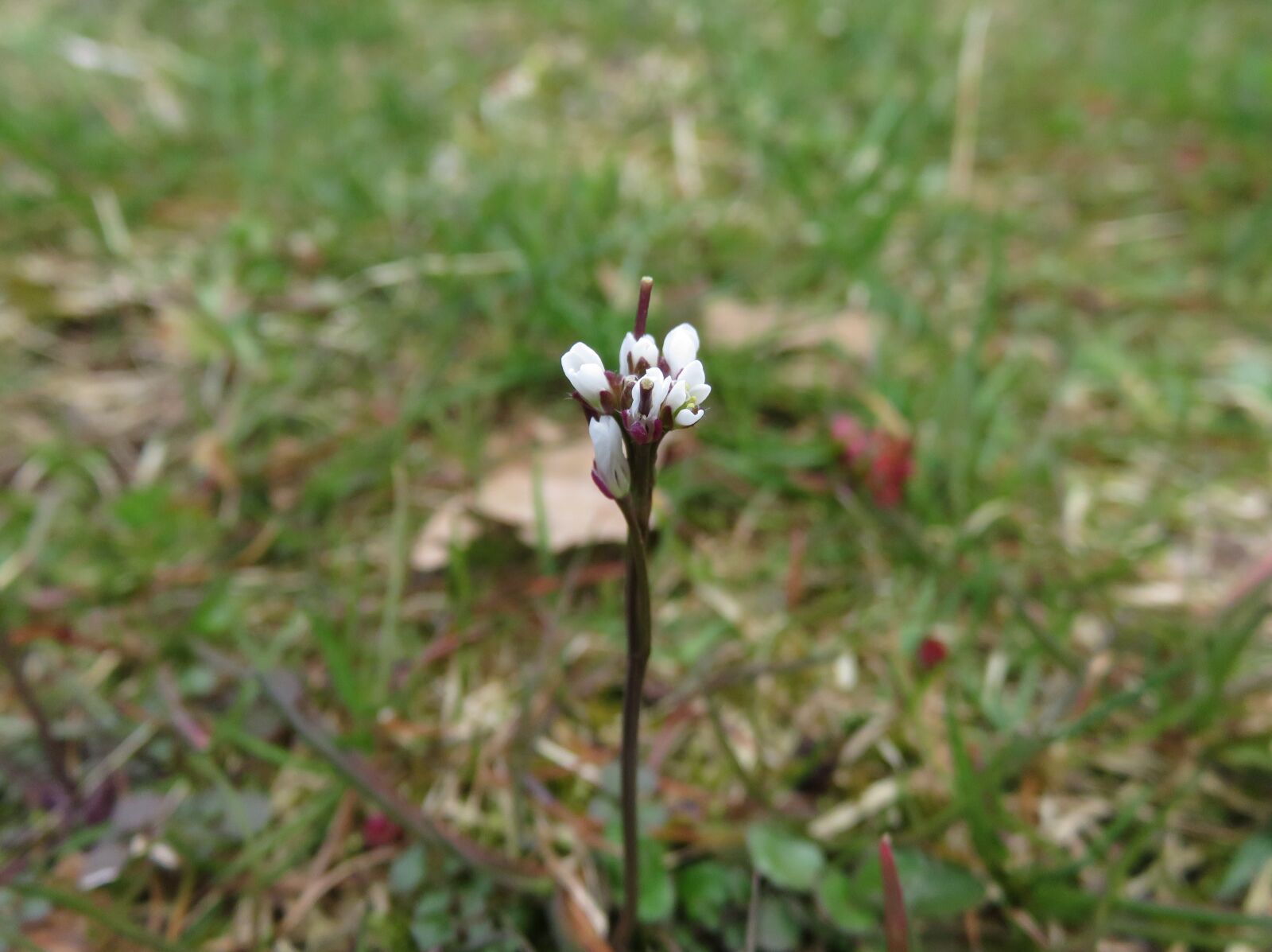 Canon PowerShot SX710 HS sample photo. White, flower, macro photography