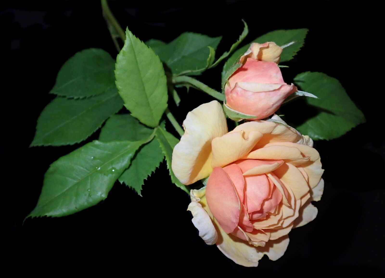 Olympus TG-5 sample photo. Rose, flower, perfume photography