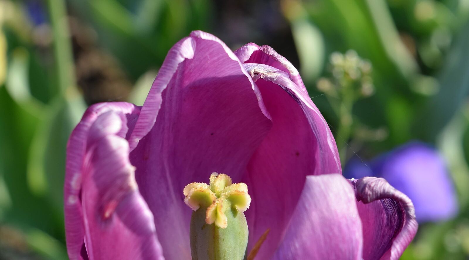 Nikon D5500 sample photo. Detail, pistil, pollen, purple photography