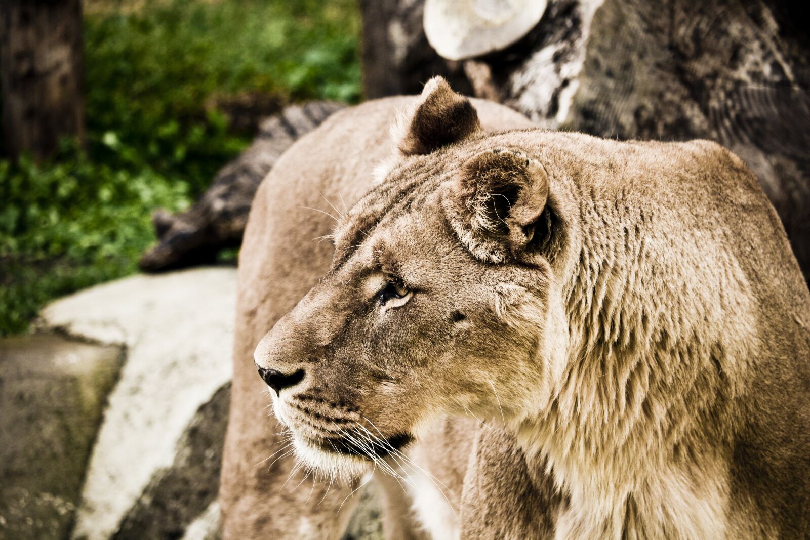 Canon EOS 750D (EOS Rebel T6i / EOS Kiss X8i) sample photo. Lion, wildcat, predator photography