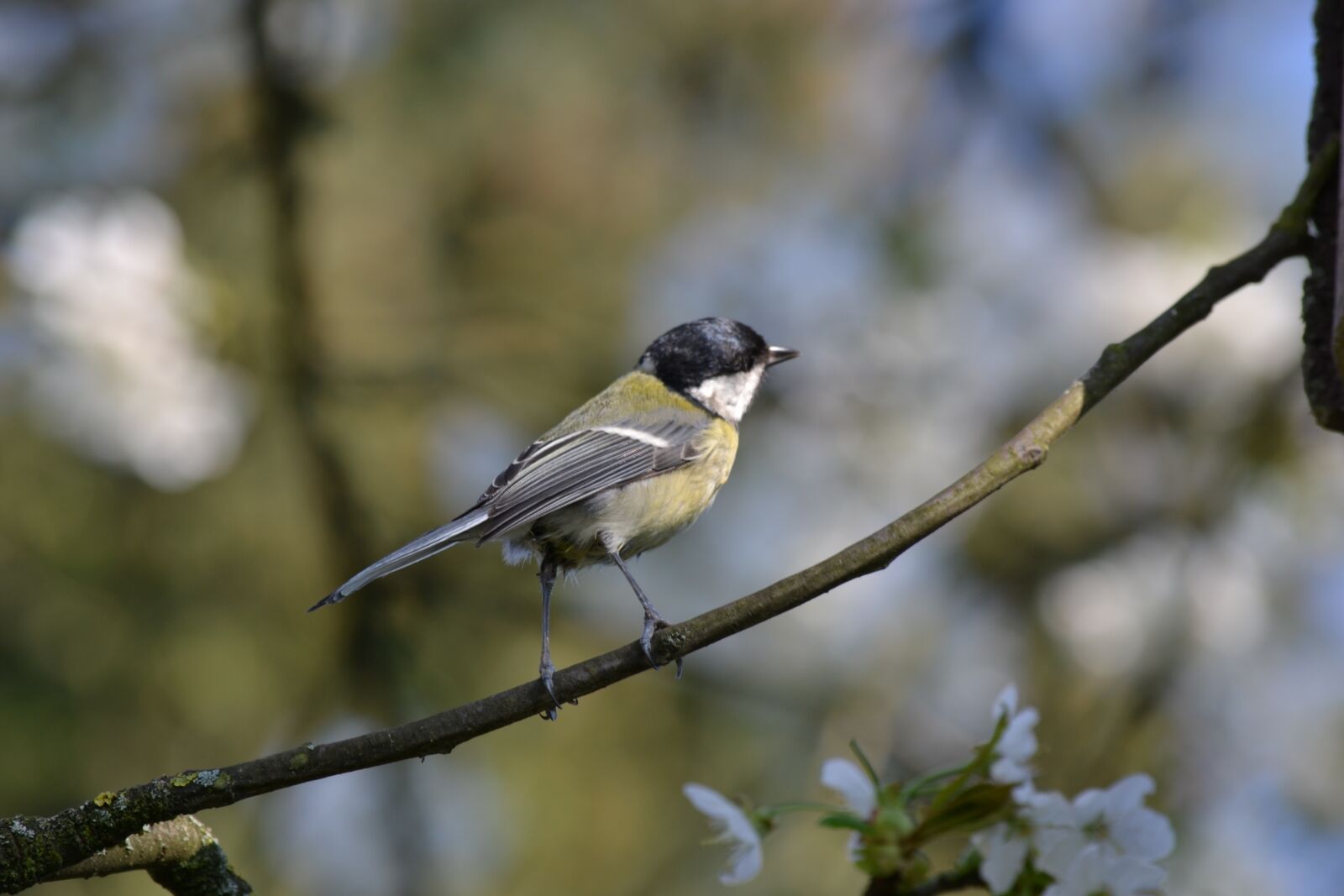 Nikon D3100 sample photo. Bird, tit, blue tit photography