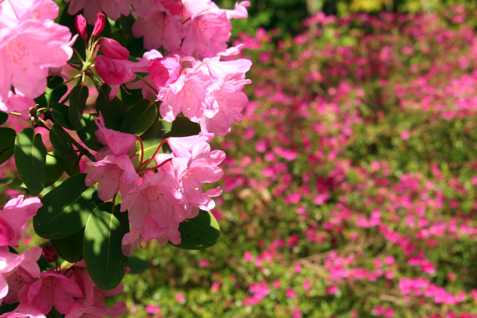 Canon EF-S 55-250mm F4-5.6 IS STM sample photo. Rhododendron, arboretum, park photography