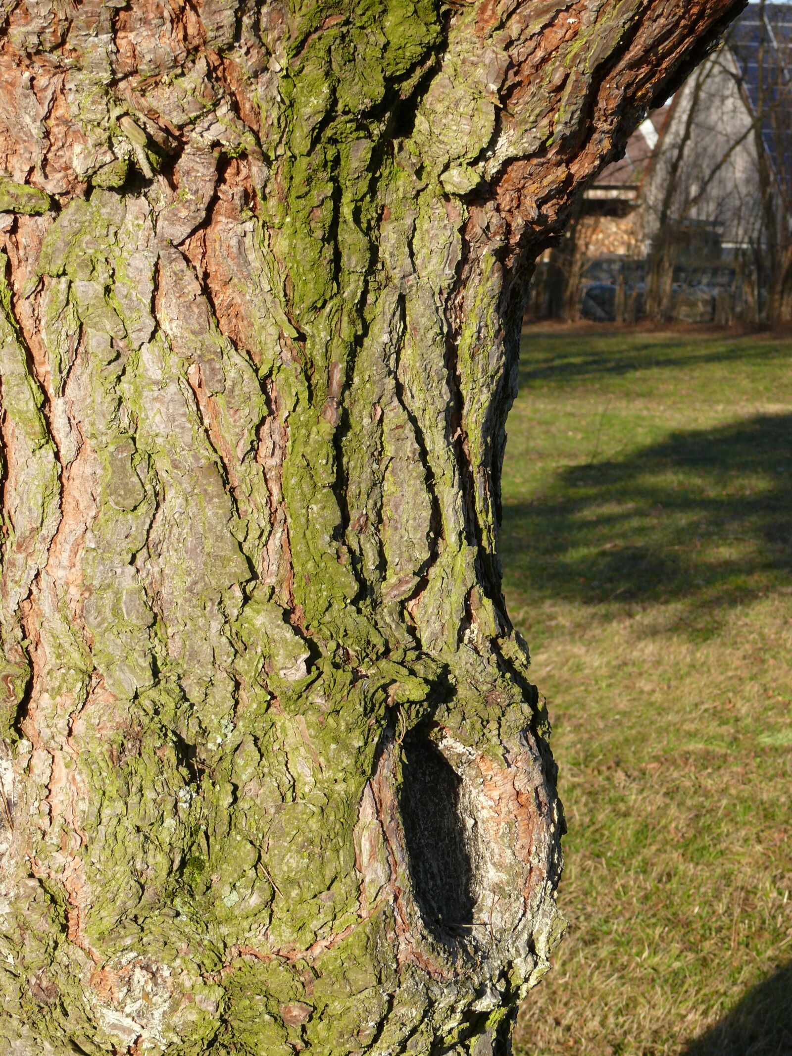 Panasonic DMC-FZ50 sample photo. Log, bark, knothole photography