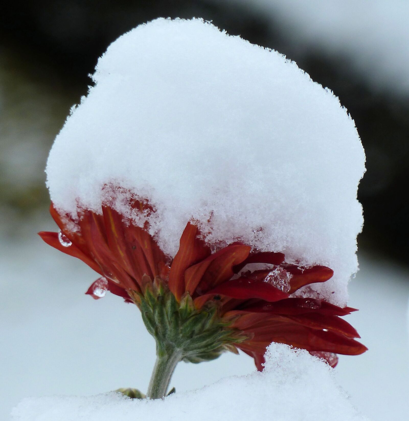 Panasonic Lumix DMC-ZS7 (Lumix DMC-TZ10) sample photo. Flower, winter photography